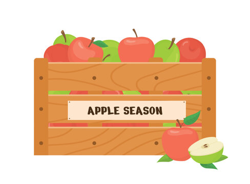 Seasonal apples in wooden box. Red green apple with leaves, fruits picking season. Fresh farm market element. Agriculture, harvest plants, vector scene