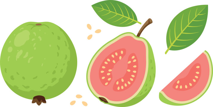 Fresh Pink Guava Fruit Vector Set with Whole Fruit Half Cut Slice Leaves and Seeds for Healthy Food Packaging and Graphic Designs