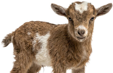 Brown and white baby goat on black background. © Jabir
