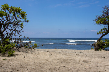 Sandy beach framed by Beach Naupaka bushes overlooking the Pacific Ocean on the Big Island Hawaii © Joao Vieira