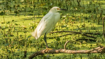 Obraz premium Snowy Egret in a green marshy pond