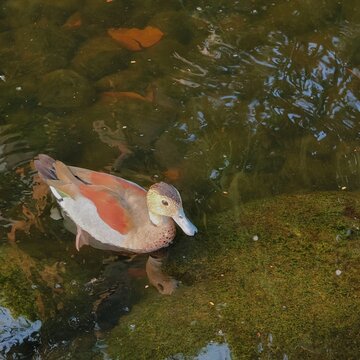 Ringed teal duck swimming alone in a shaded ornamental pond with dark green water, natural reflections, and visible aquatic vegetation.