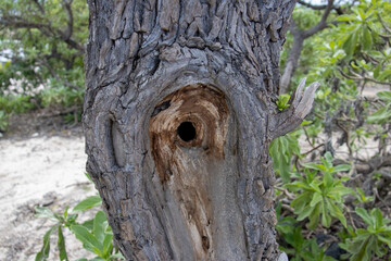 Close up of a hollow knot in a weathered tree trunk on the coast of the Big Island Hawaii © Joao Vieira