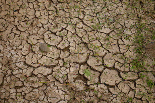 Cracked dry earth showing green sprouts growing through