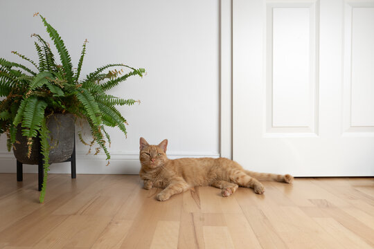 cat resting on the floor in minimalist home interior with copy space