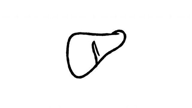 Hand drawn 4K liver organ doodle animation with boiling line motion. Frame by frame outline on black and green screen backgrounds, perfect for digestive system, hepatic health, and internal body.