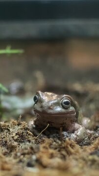 Litoria caerula, dumpy frog peers from earthy burrow.