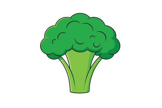 Fresh green broccoli vector illustration isolated on white background
