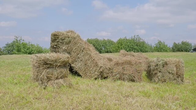 Bales of hay arranged in an open field with greenery in the background