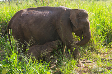 Wild Asian elephant mother protecting her calf in tropical grassland © Paul