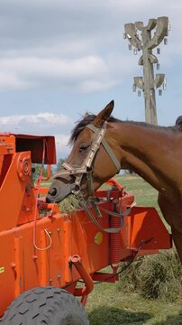 Horse interacts with farming machine in open field