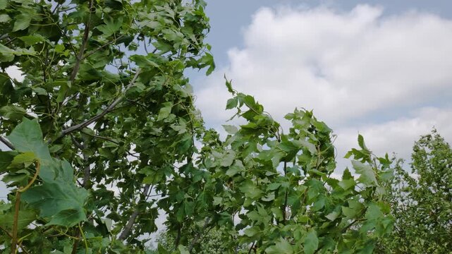 Leaves sway in the wind at a park under a cloudy sky