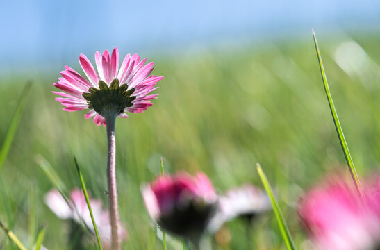 Pink Bellis perennis Daisy Above Meadow Grass and Blue Sky