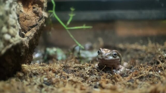 Litoria caerula, dumpy frog peers from earthy burrow.