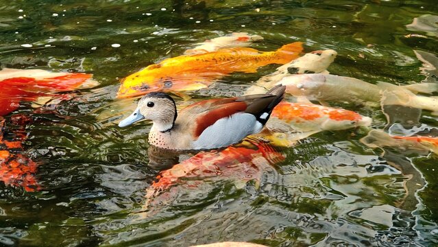 Ringed teal duck swimming among colorful koi fish in an ornamental pond with rippling water.