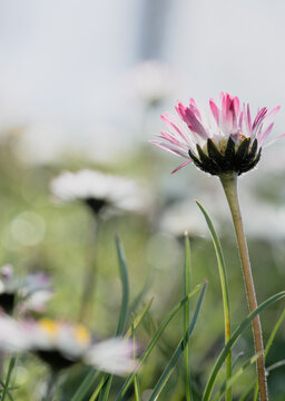 Pink tipped common daisy viewed from below in meadow