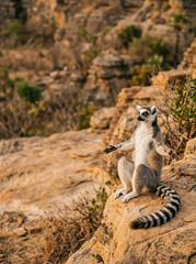Fototapeta premium Ring tailed lemur sits upright on rocky hillside with arms outstretched in natural habitat