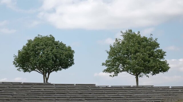Two trees standing on a platform in an open area with a cloudy sky
