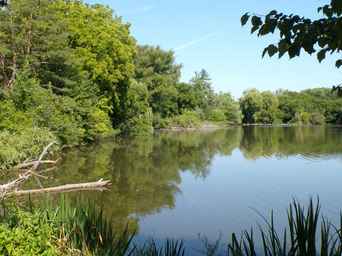 Summer landscape with trees and pond