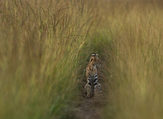Serval in the bokeh of green grasses of Masai Mara, Kenya © Dr Ajay Kumar Singh