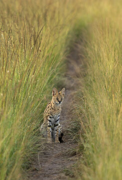 Portrait of a Serval, wild Cat in the bokeh of green grasses of Masai Mara, Kenya