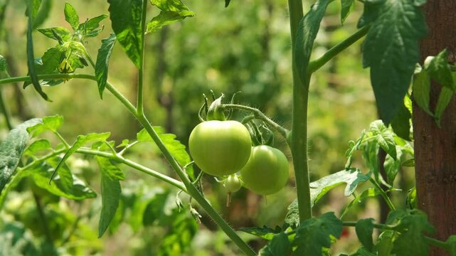 serene outdoor garden scene featuring lush green tomato plants thriving in rich soil, surrounded by lush.