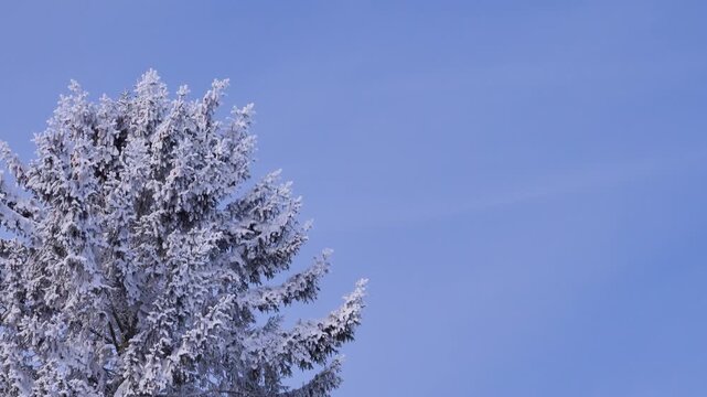The real image of the Russian winter. Siberian spruce (Picea) covered with snow and white frost. A heady frosty sunny day