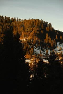 Sunlit evergreen hillside with snowy patches and dark trees beneath pale winter sky, glowing in soft tree
