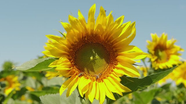 sunflowers bloom in a sunny meadow, showcasing vibrant yellow and green hues with a bright and cheerfulm.
