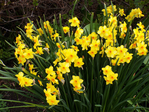 Yellow narcissuses on flower bed