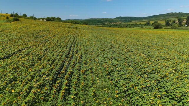 Wide sunflower field across rolling hills beneath clear blue sky, bright daylight over calm rural horizon
