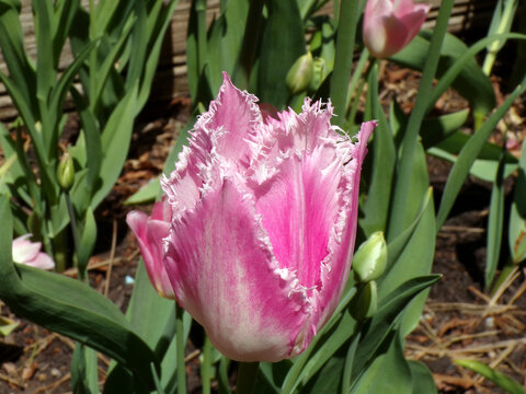 Pink tulip blooming on flower bed