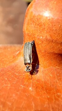  Lampyris ib&eacute;rica. Una luci&eacute;rnaga end&eacute;mica de la pen&iacute;nsula ib&eacute;rica. Bicho de luz. 