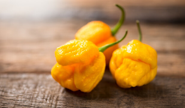 Yellow Trinidad Moruga Scorpion Pepper Chili on wooden table, closeup. One of the hottest peppers in the world, heat level 1,200,000 to 2,000,000 Scoville Heat Units (SHU)
