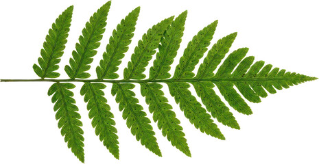 Green fern leaf frond isolated on black background. © Nur