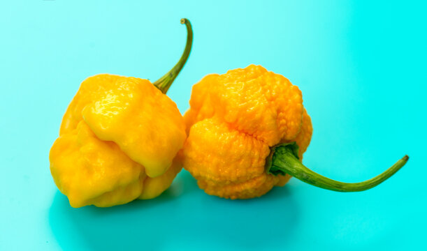 Yellow Trinidad Moruga Scorpion Pepper Chili on blue background, closeup. One of the hottest peppers in the world, heat level 1,200,000 to 2,000,000 Scoville Heat Units (SHU)