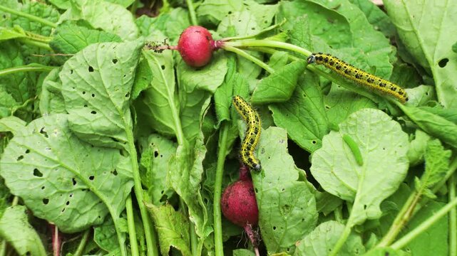 Two large cabbage butterfly caterpillars grazing on green leaves of just harvested round red radish in British garden