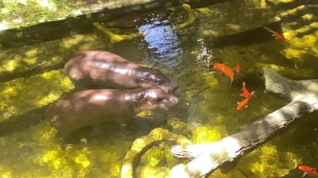 Two rare pygmy hippopotamuses standing in a shallow sunny pond, curiously observing bright orange koi fish. Charming scene typical of Asian decorative ponds symbolizing luck and prosperity.