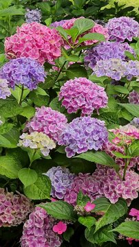 Vertical smooth panning video moving up across a lush blooming hydrangea macrophylla bush with vibrant purple, pink, and blue flower heads in a summer garden.