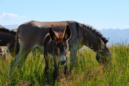 donkey in the field