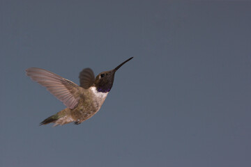 Fototapeta premium Black-chinned hummingbird in flight