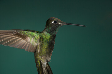 Fototapeta premium Rivoli's Hummingbird in flight