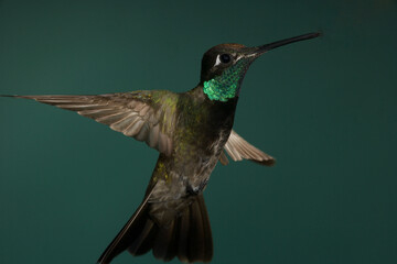 Fototapeta premium Rivoli's Hummingbird in flight