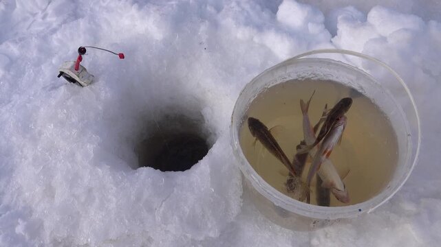 Winter (ice) fishing. Bucket of roach near the hole