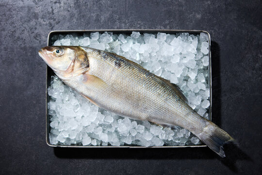 Uncooked seabass fish on crushed ice cubes in metallic tray. Flat lay top view of whole fresh fish on black concrete surface with copy space.