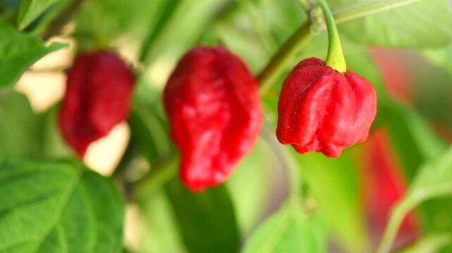 Red Trinidad Moruga Scorpion Pepper Chili growing in a garden, outdoor. One of the hottest peppers in the world, heat level 1,200,000 to 2,000,000 Scoville Heat Units (SHU) 