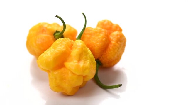 Yellow Trinidad Moruga Scorpion hot Pepper Chili isolated on white background, closeup. One of the hottest peppers in the world, heat level 1,200,000 to 2,000,000 Scoville Heat Units (SHU)