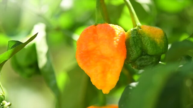 Yellow Trinidad Moruga Scorpion Pepper Chili growing in a garden, outdoor. One of the hottest peppers in the world, heat level 1,200,000 to 2,000,000 Scoville Heat Units (SHU) 