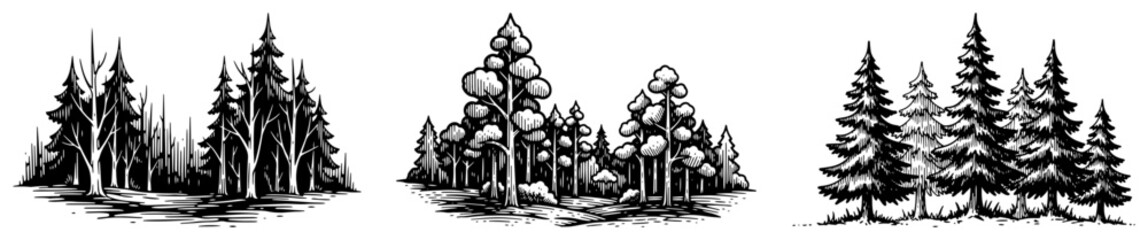 Coniferous trees and pine forest groups in vintage engraving style © AnjaliDesai