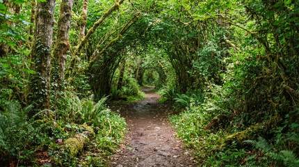 Obraz premium Sendero natural rodeado de frondosa vegetación que forma un túnel verde. Un rincón tranquilo y sombreado, ideal para caminar y disfrutar del bosque.